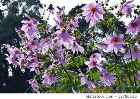 Autumnal leaves of the Keiko River and Mt. Okurayama 18780510