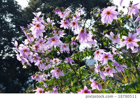 Autumnal leaves of the Keiko River and Mt. Okurayama 18780511