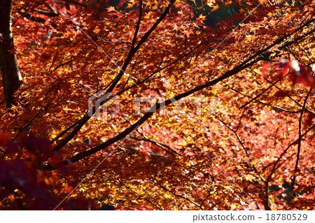 Autumnal leaves of the Keiko River and Mt. Okurayama 18780529