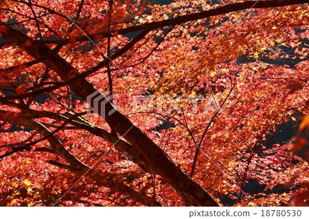 Autumnal leaves of the Keiko River and Mt. Okurayama 18780530
