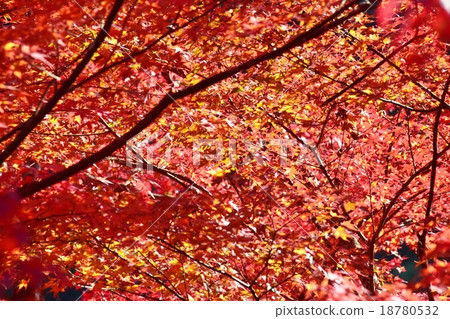 Autumnal leaves of the Keiko River and Mt. Okurayama 18780532