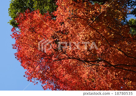 Autumnal leaves of the Keiko River and Mt. Okurayama 18780535