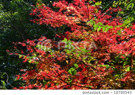 Autumnal leaves of the Keiko River and Mt. Okurayama 18780543