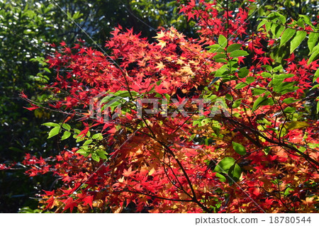 Autumnal leaves of the Keiko River and Mt. Okurayama 18780544