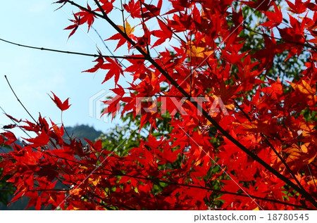 Autumnal leaves of the Keiko River and Mt. Okurayama 18780545