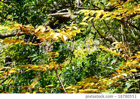 Autumnal leaves of the Keiko River and Mt. Okurayama 18780551