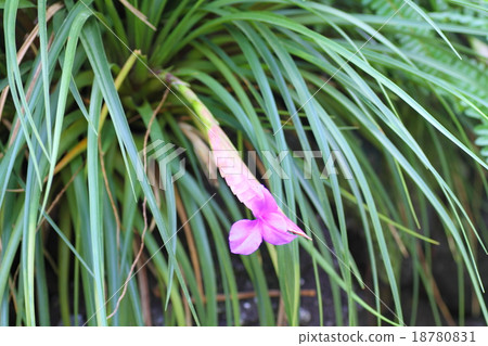 Flowers of Hana Ananas 18780831