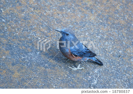 Iso-ohiyeodori 18780837