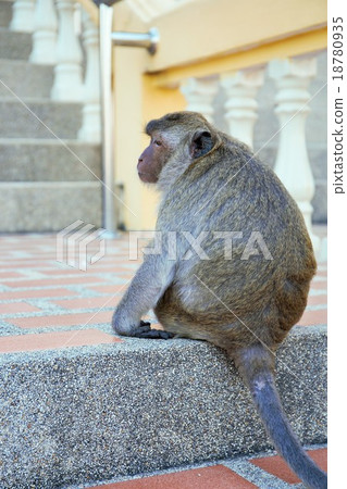 alone brown monkey sit on ladder at Thai Temple 18780935