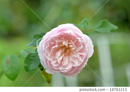 Rose Rose 18781213
