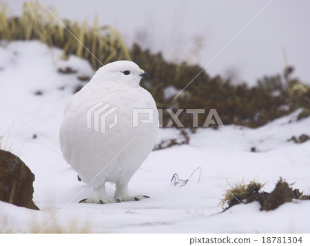 Winter feathers grouse female 18781304