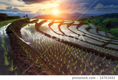 Rice fields on terraced at Chiang Mai, Thailand 18781682