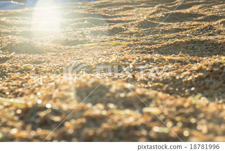 Beautiful paddy rice in sunset Beautiful paddy rice in sunset 18781996
