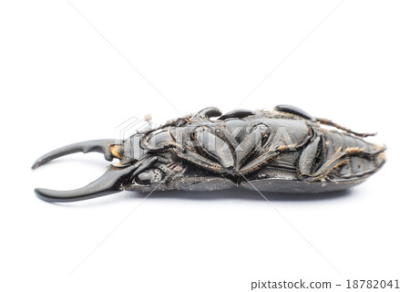 stag beetle stag beetle 18782041