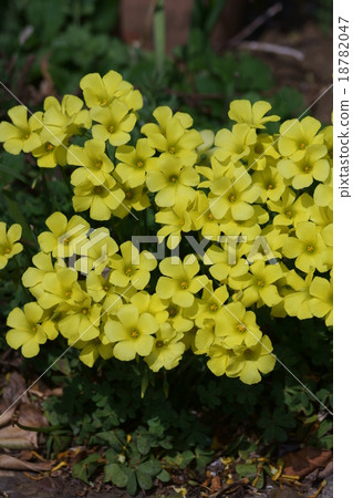 Oxalis giant yellowflower vinegar 18782047