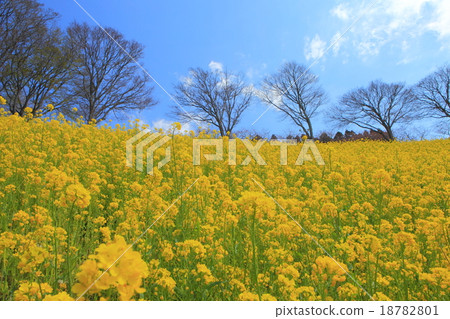 Mother ranch Rape flower hill 18782801