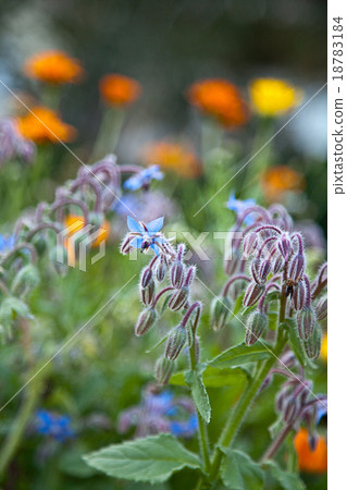 The herb Borage (Borago officinalis) The herb Borage (Borago officinalis) 18783184