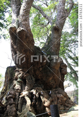 Shogunya Shrine的Ogusu（Power Tree）於12月拍攝 18783211