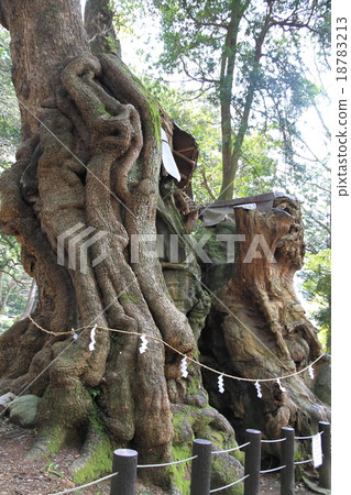 Shogunya Shrine的Ogusu（Power Tree）於12月拍攝 18783213