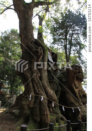 Shogunya Shrine的Ogusu（Power Tree）於12月拍攝 18783214