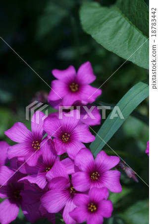 Oxalis深紅醋 Oxalis深紅醋 18783442