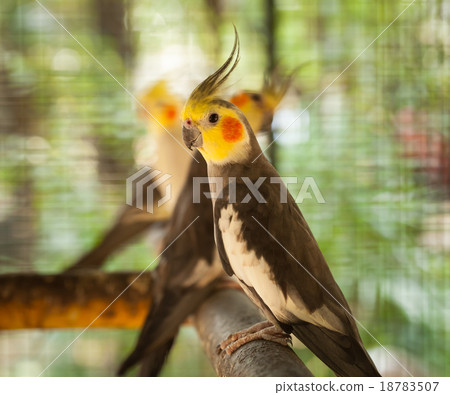 Nymphicus hollandicus. 18783507