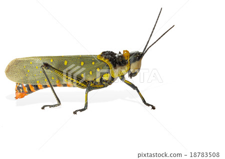 Grasshopper. 18783508