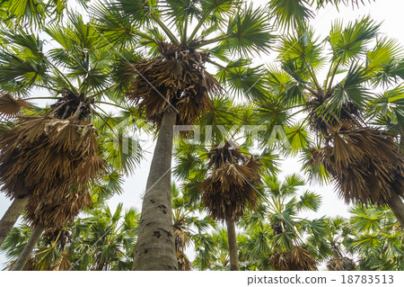 Sugar palm. 18783513