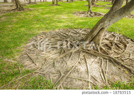 Wild banyan roots. Wild banyan roots. 18783515