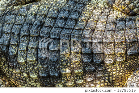 Crocodile. Crocodile. 18783519