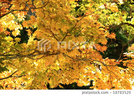 Autumn leaves Autumn leaves 18783520