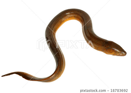 Close-eel. 18783692