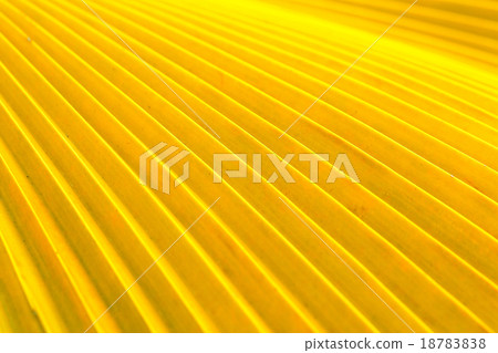 Palm leaf Palm leaf 18783838