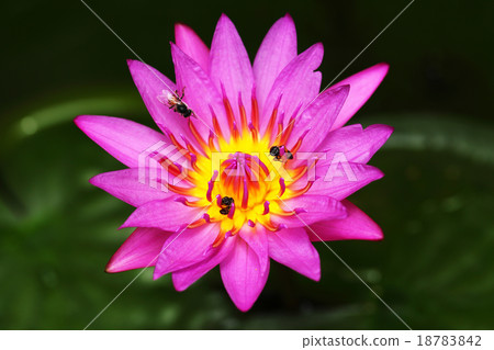 Blooming 18783842