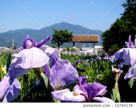 Ayame's flower and oyama Ayame's flower and oyama 18784136