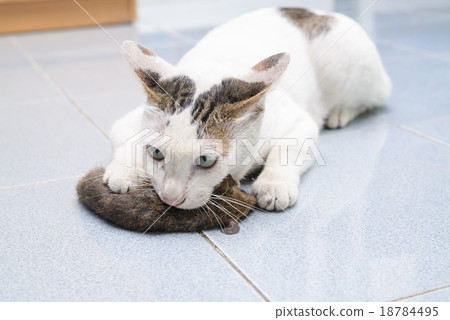 Cat catch and bite mouse, rat 18784495