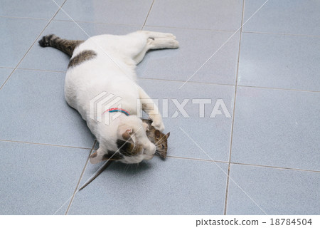 Cat catch and bite mouse, rat Cat catch and bite mouse, rat 18784504