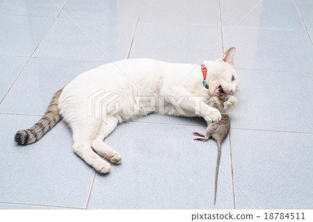 Cat catch and bite mouse, rat 18784511