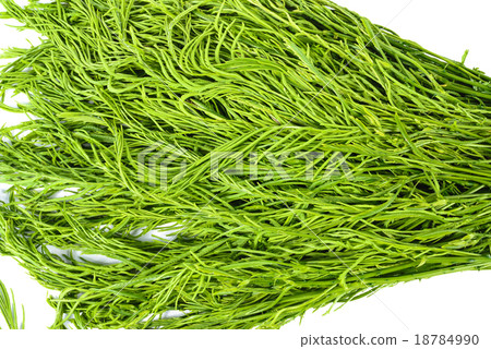 Acacia pennata vegetable isolated on white 18784990