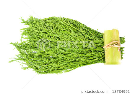 Acacia pennata vegetable isolated on white 18784991