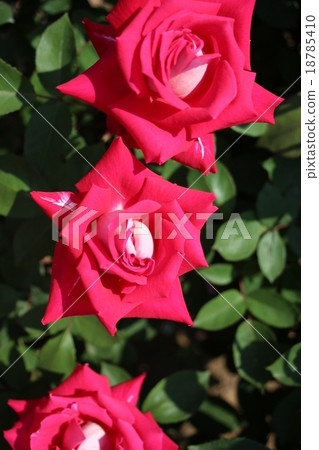 一朵紅玫瑰 18785410