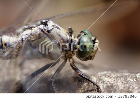 鹽卡拉通博 18785846