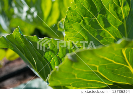 image of big head of ripe and green cabbage image of big head of ripe and green cabbage 18786294