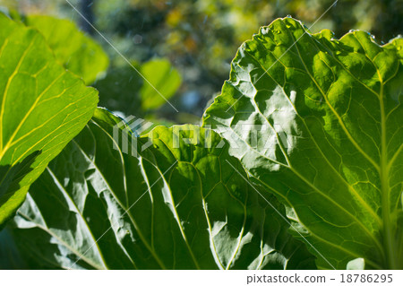 image of big head of ripe and green cabbage image of big head of ripe and green cabbage 18786295