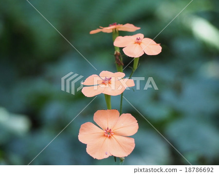 Flower of Fusigurogensen (Shibukawa city, Gunma prefecture) Flower of Fusigurogensen (Shibukawa city, Gunma prefecture) 18786692