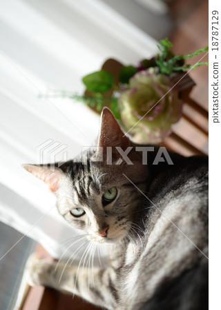 American Shorthair American Shorthair American Shorthair American Shorthair 18787129