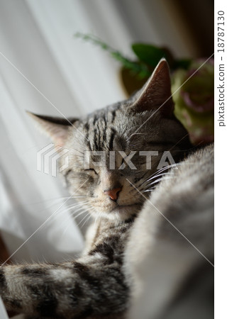 美國短毛貓美國短毛貓 美國短毛貓美國短毛貓 18787130