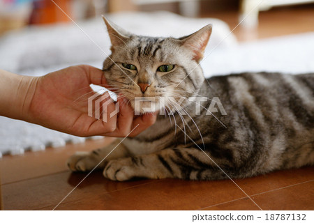 美國短毛貓美國短毛貓 18787132