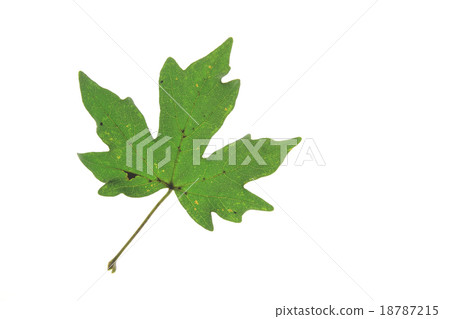 Field maple (Acer campestre) Field maple (Acer campestre) 18787215