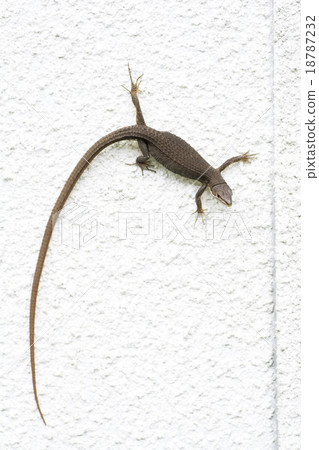 Cana snake on a white wall 18787232